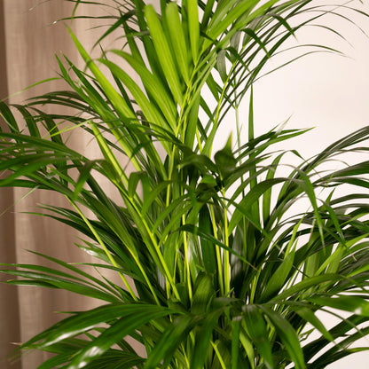 Areca palm - ↨85cm - Ø19cm