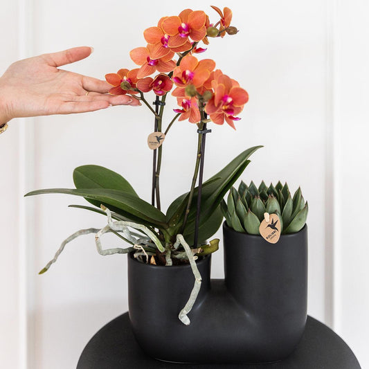Oranje orchidee Bolzano en succulent in Tube sierpot zwart -  Ø9cm