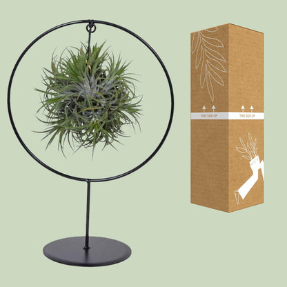 Tillandsia Ring Mix - ↨35cm - Ø15