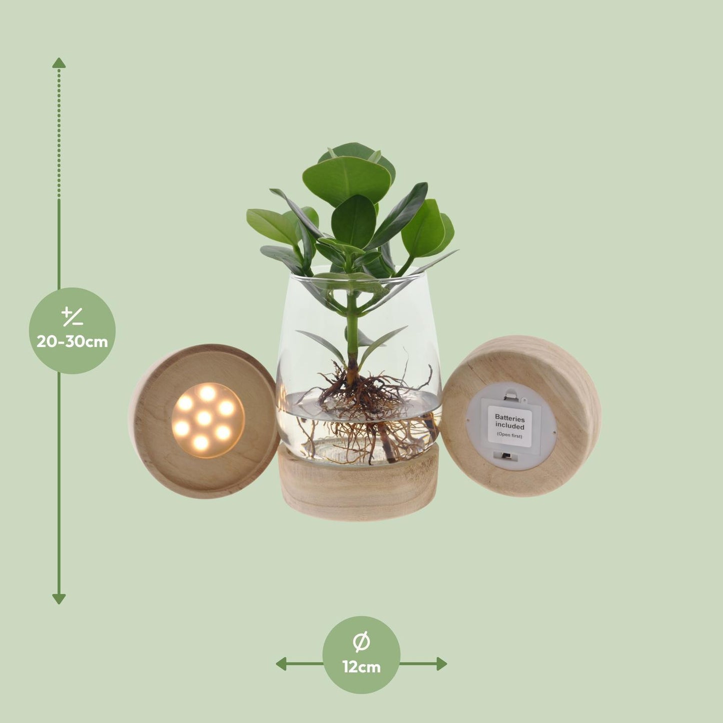 Clusia in kingston glas + LED - ↨30cm - Ø12cm