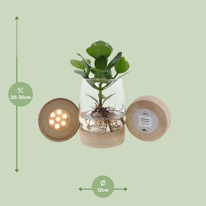 Clusia in kingston glas + LED - ↨30cm - Ø12cm