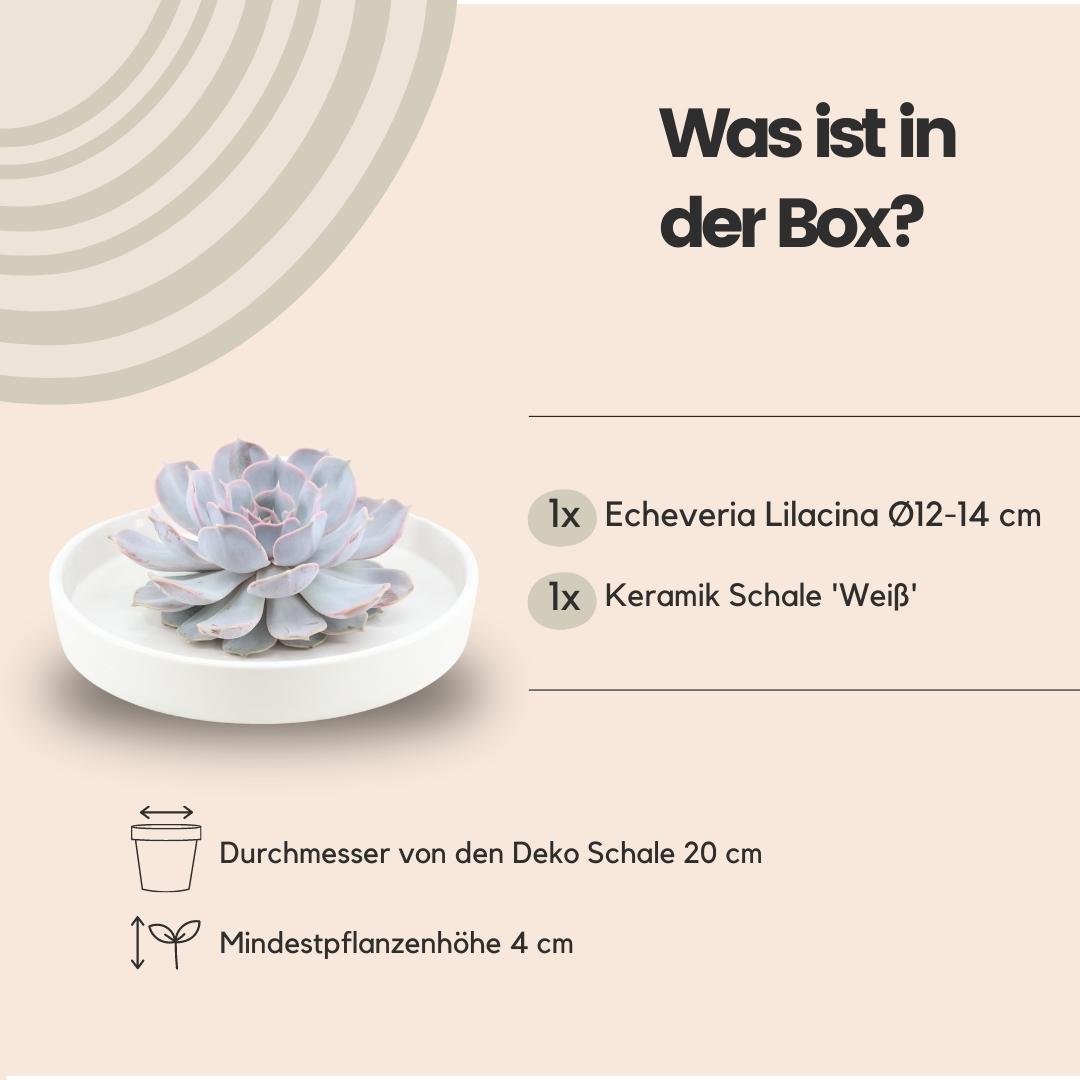 Succulent Echeveria Lilacina in schaal wit - ↨5cm - Ø20cm