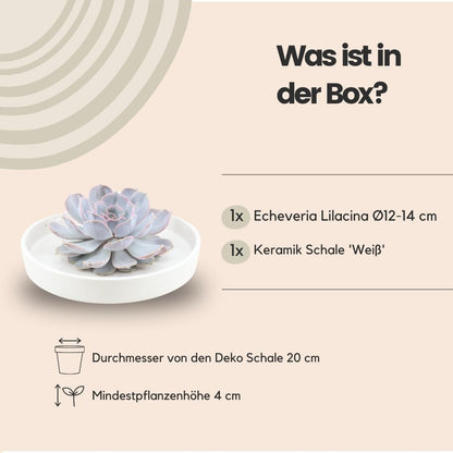 Succulent Echeveria Lilacina in schaal wit - ↨5cm - Ø20cm