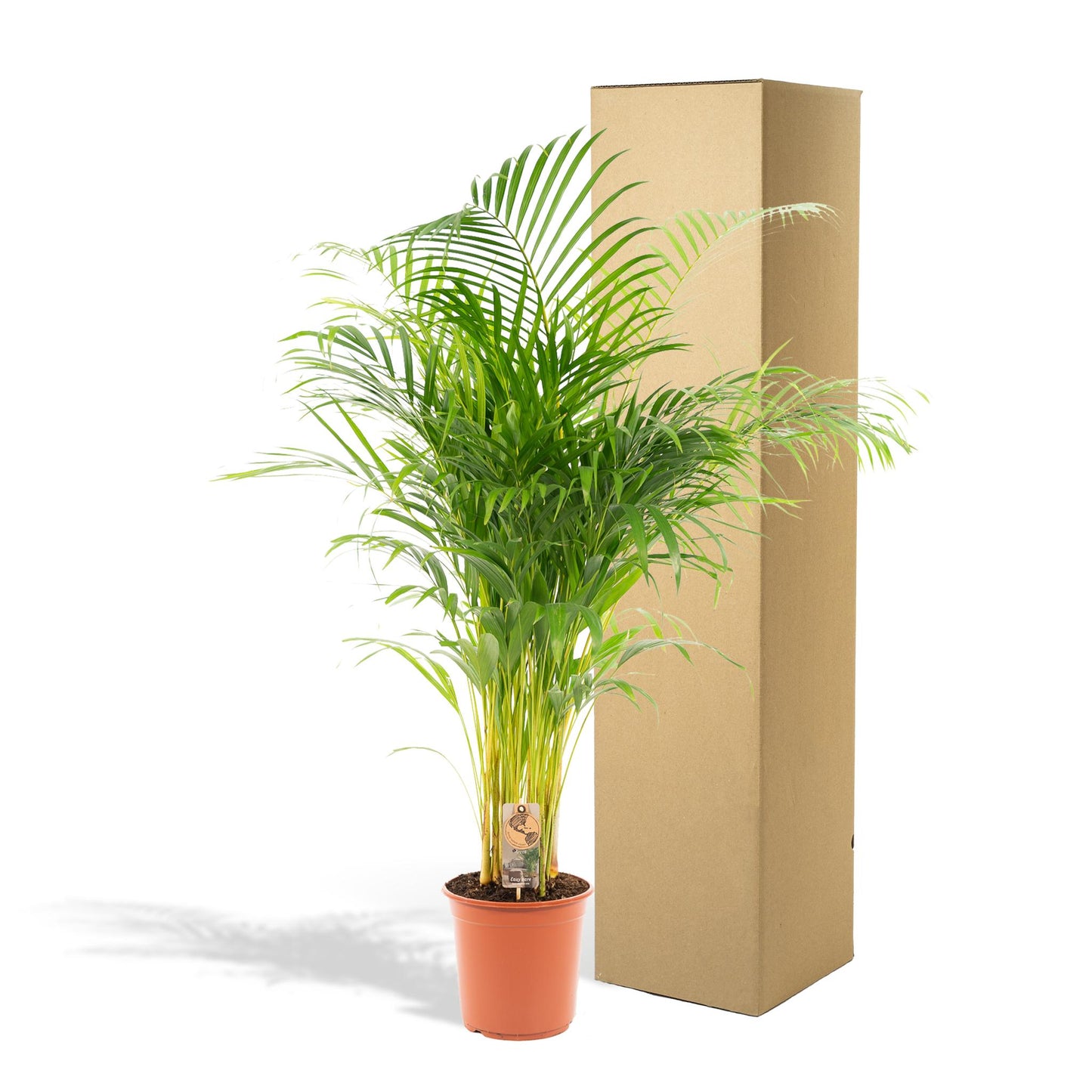 Areca palm - ↨130cm - Ø24cm