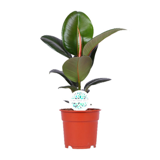 Ficus Elastica Robusta - ↨55cm - Ø17cm