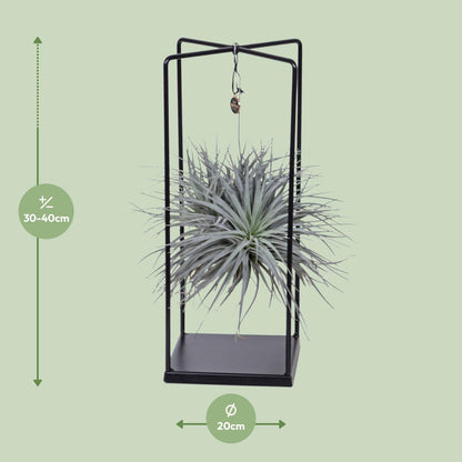 Tillandsia Cube - ↨20cm - Ø20cm