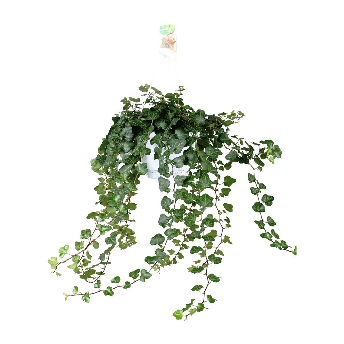 Hedera Helix Wonder - ↨70cm - Ø17cm