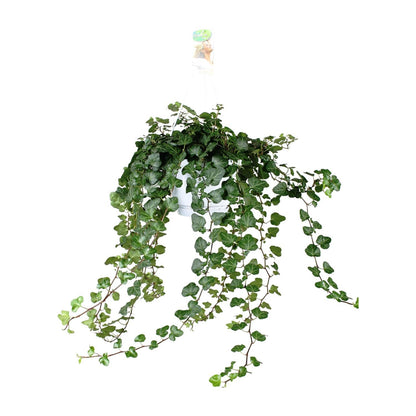Hedera Helix Wonder - ↨70cm - Ø17cm