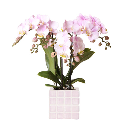 Roze phalaenopsis orchidee Portugal + Mosa sierpot roze - Ø9cm