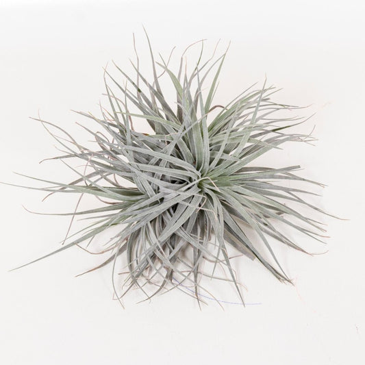 Tillandsia Super Silver XL - ↨15cm - Ø20