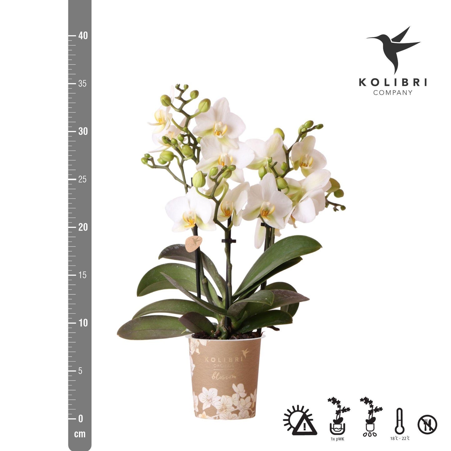 Witte phalaenopsis orchidee - Lausanne - Ø9cm