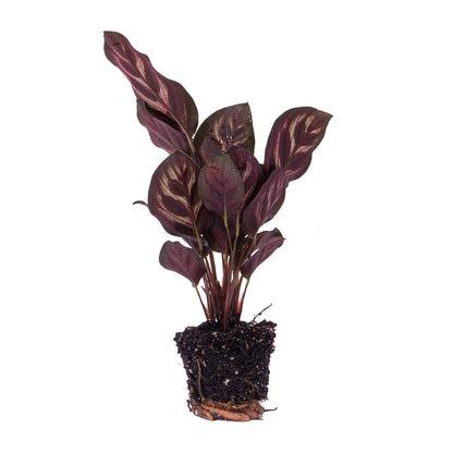 Calathea Makoyana - Pauwenplant - Terrarium plant - Ø6cm