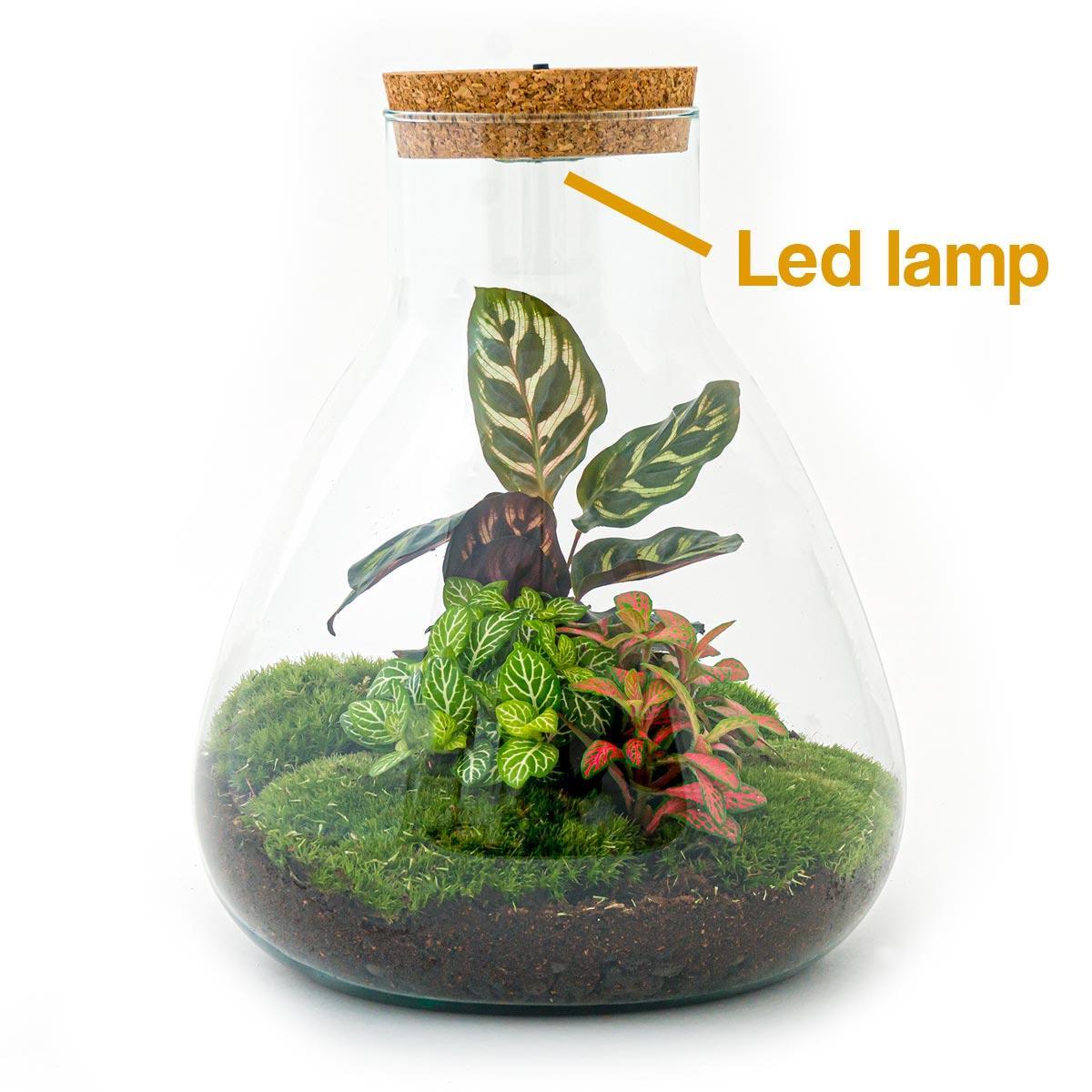 DIY terrarium Sam Calathea met LED - ↨30cm - Ø24,5cm