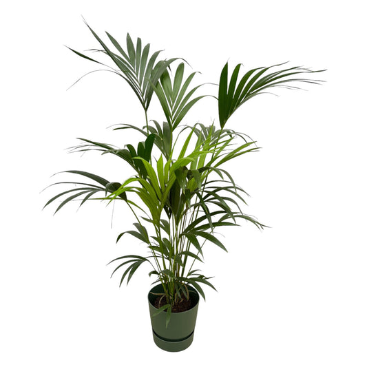 Kentia palm - incl. bloempot Groen - ↨160cm - Ø30cm