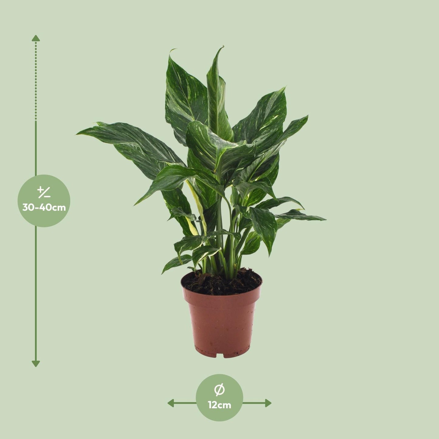 Spathiphyllum Diamond - ↨40cm - Ø12cm