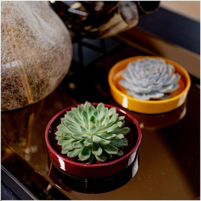 Succulent Echeveria Pulidonis in schaal rood - ↨5cm - Ø20cm