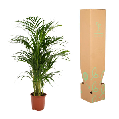 Areca palm - ↨85cm - Ø19cm