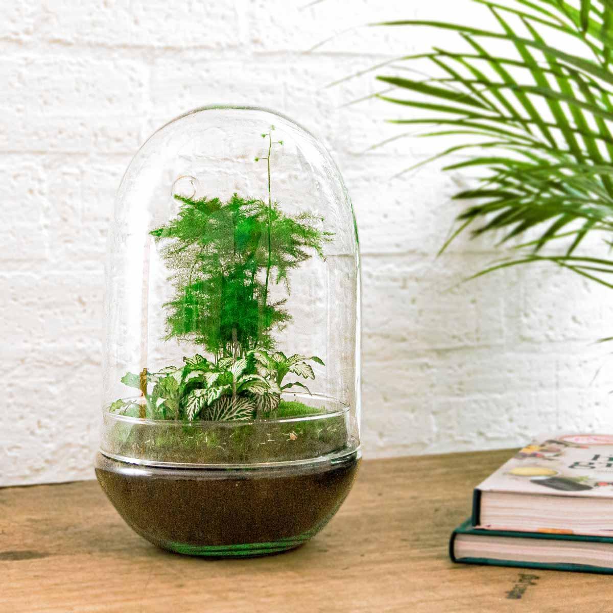 DIY terrarium Egg XL - ↨30cm - Ø17cm