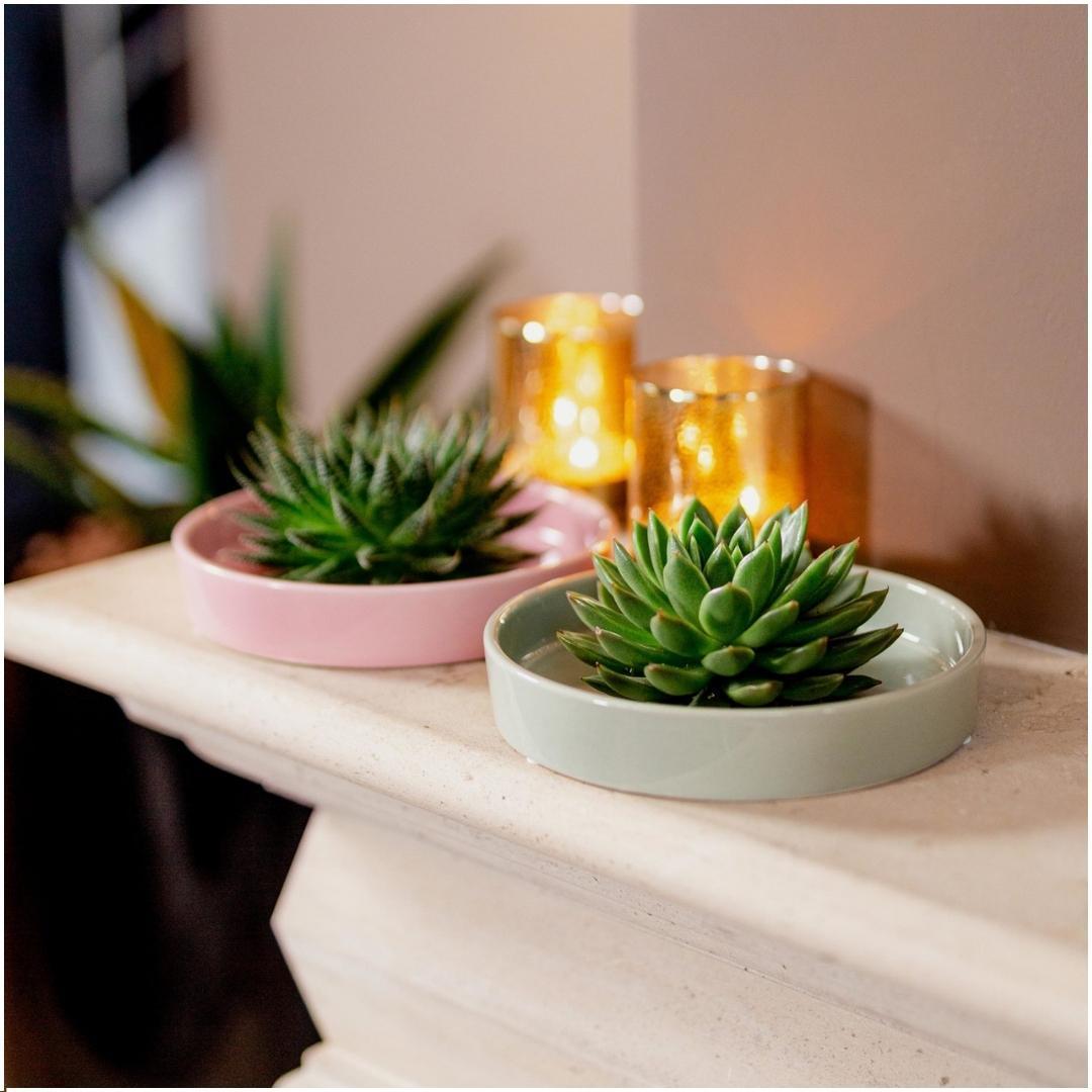 Succulent Echeveria Pulidonis in schaal groen - ↨5cm - Ø20cm
