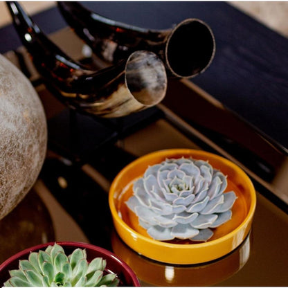 Succulent Echeveria Pulidonis in schaal geel - ↨5cm - Ø20cm