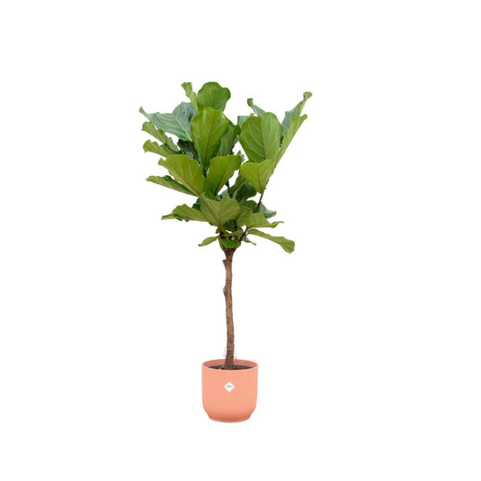 Ficus Lyrata stam - incl. bloempot Roze - ↨160cm - Ø30cm