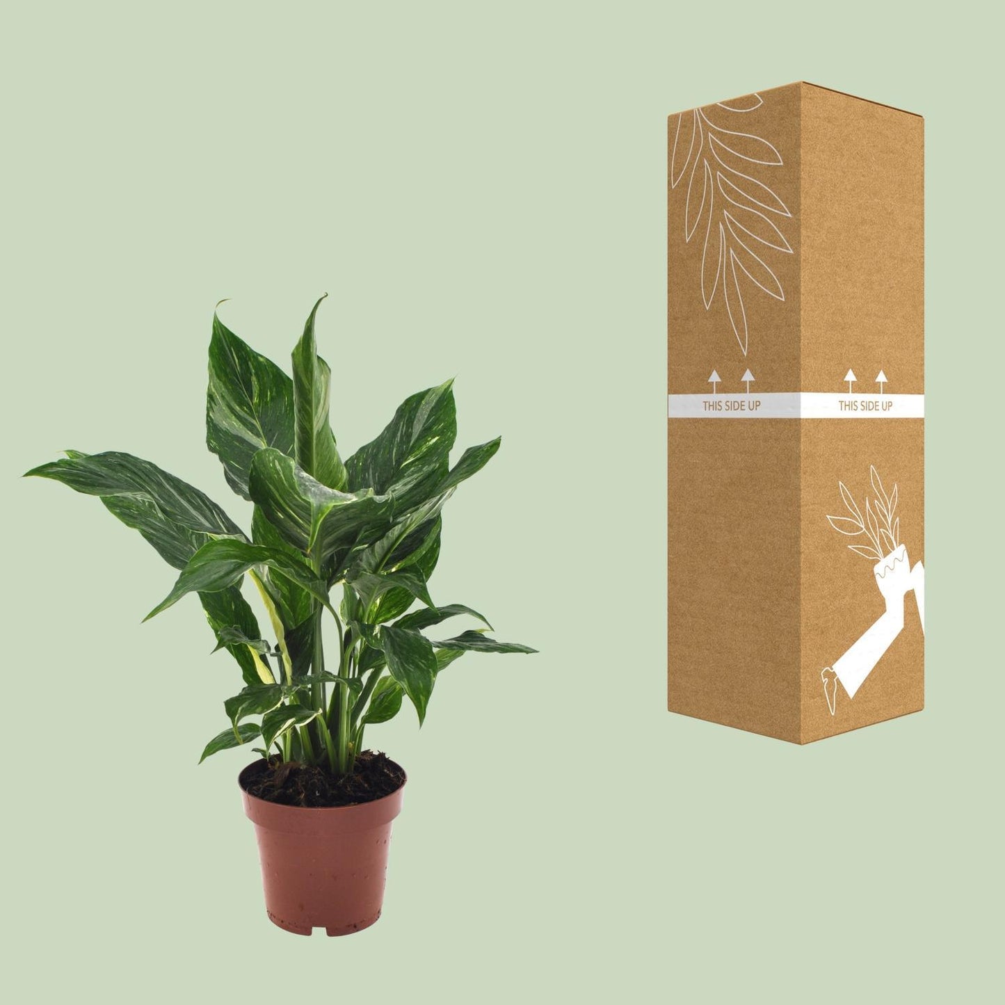 Spathiphyllum Diamond - ↨40cm - Ø12cm