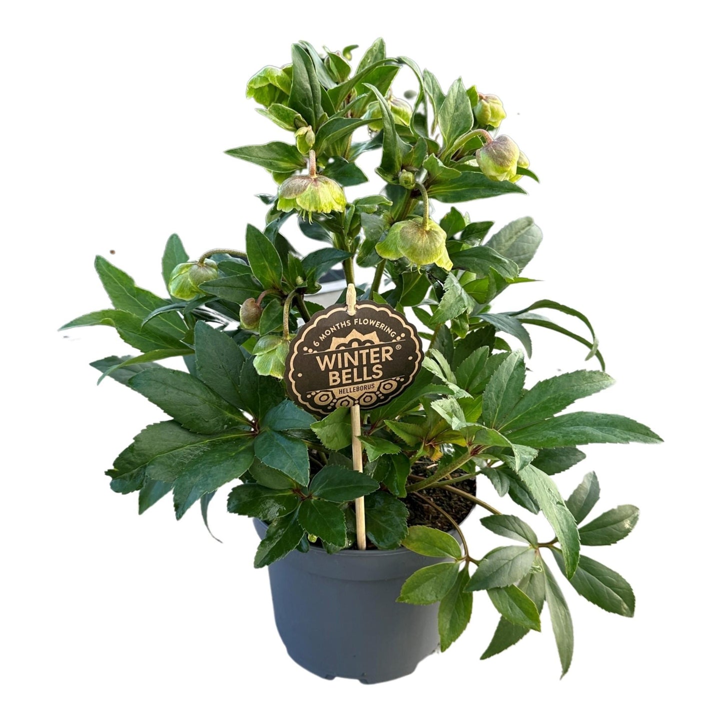 Helleborus Winterbells - ↨55cm - Ø17cm