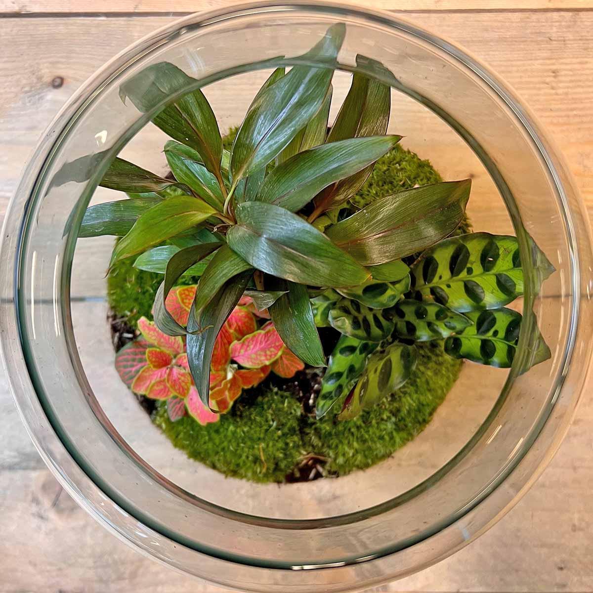 DIY terrarium Milky Palm - ↨30cm - Ø21cm