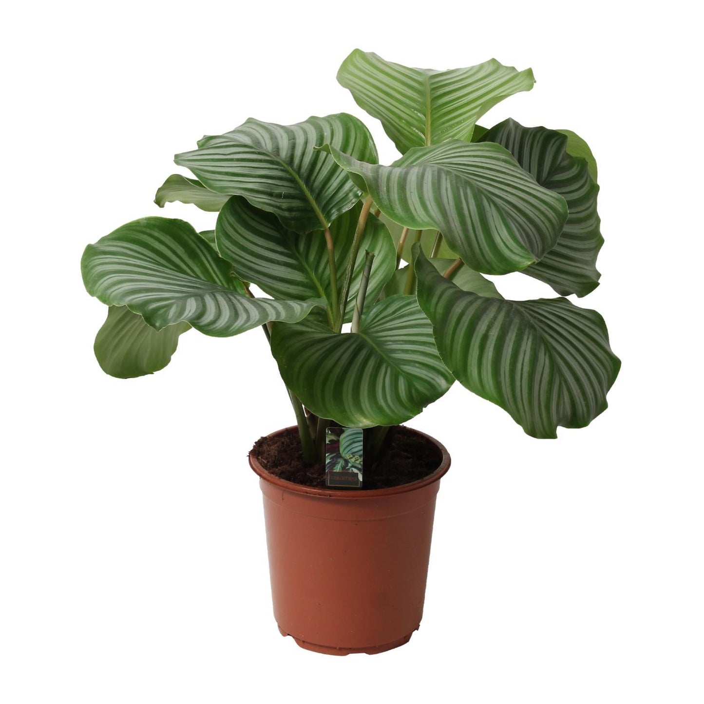 Calathea Orbifolia - ↨50cm - Ø21cm