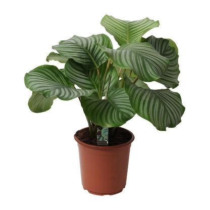 Calathea Orbifolia - ↨50cm - Ø21cm
