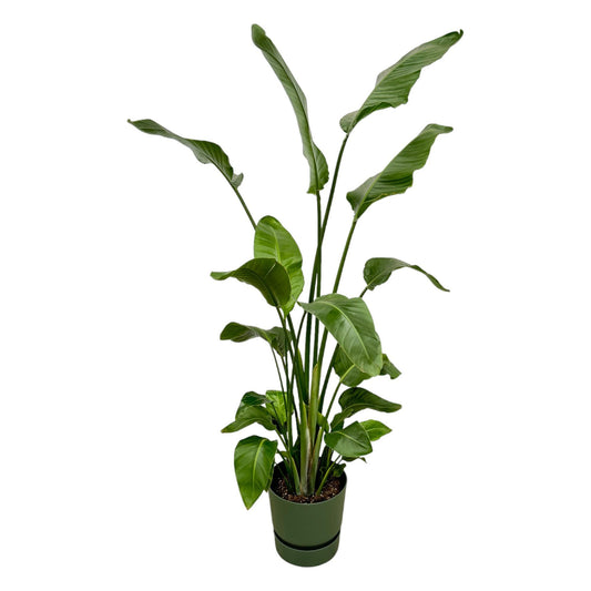 Strelitzia Nicolai - incl. bloempot Groen - ↨180cm - Ø30cm