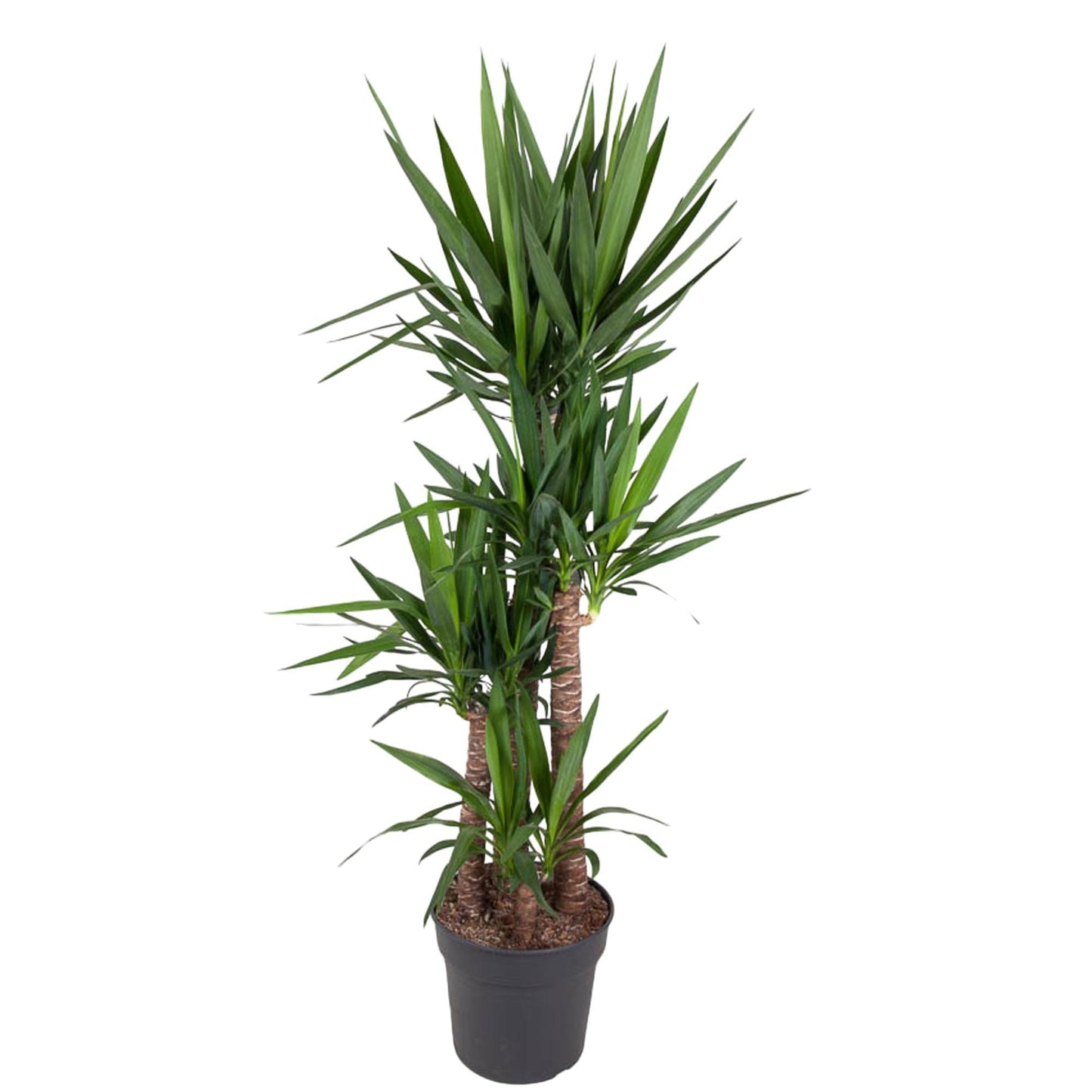 Yucca Elephantipe - ↨180cm - Ø34cm
