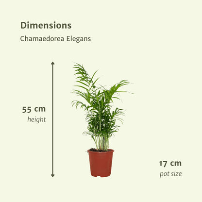 Chamaedorea Elegans (Mexicaanse Bergpalm) - 2 stuks - ↨55cm -Ø17cm