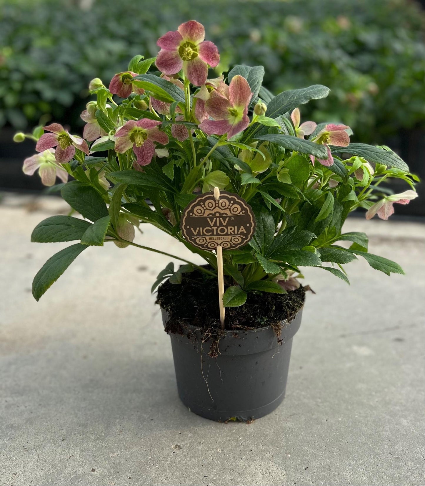 Helleborus Viv Victoria - ↨45cm - Ø17cm