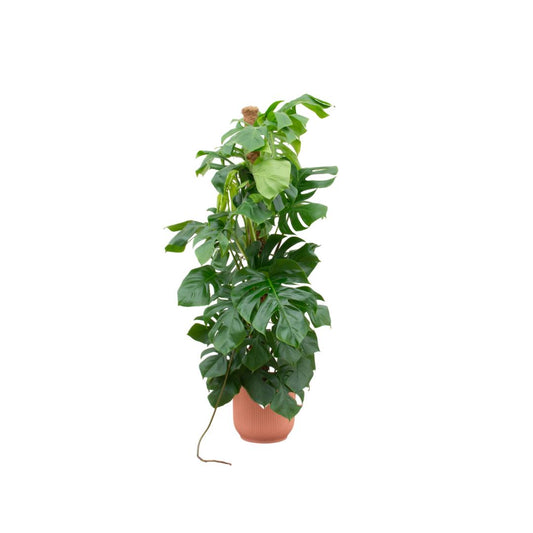 Monstera Pertusum - incl. bloempot Roze - ↨150cm - Ø30cm