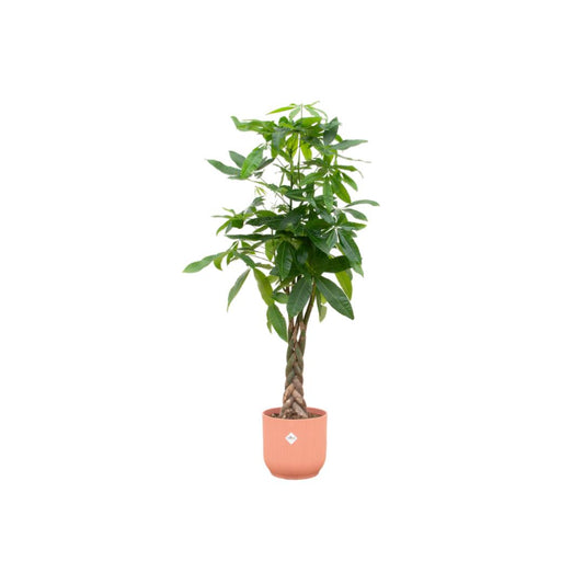 Pachira Aquatica - incl. bloempot Roze - ↨160cm - Ø30cm