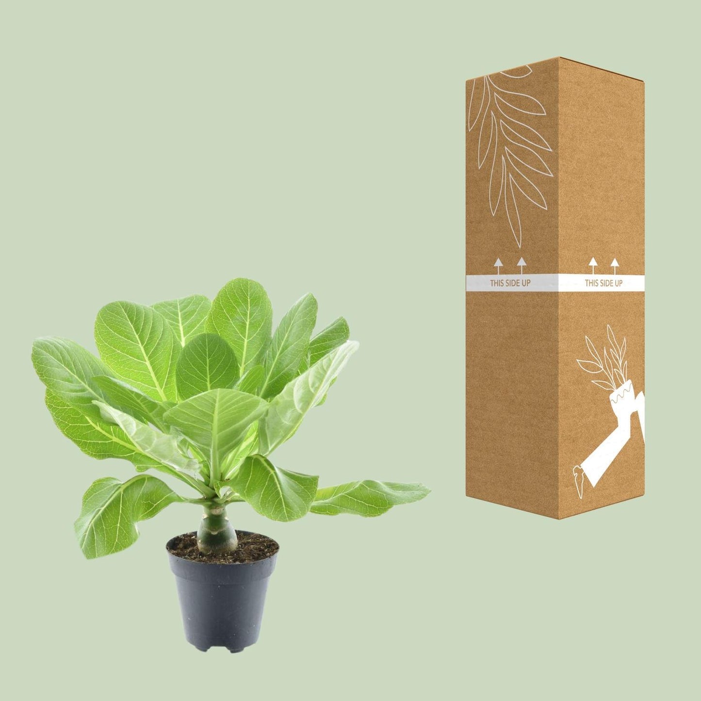 Brighamia Insignis 'Hawaii Palm' - ↨37cm - Ø12cm