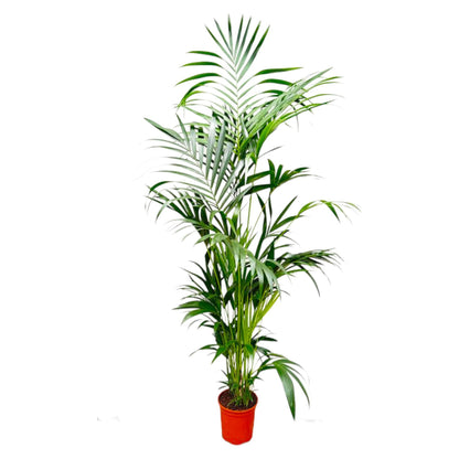 Kentia Palm - ↨200cm - Ø24cm