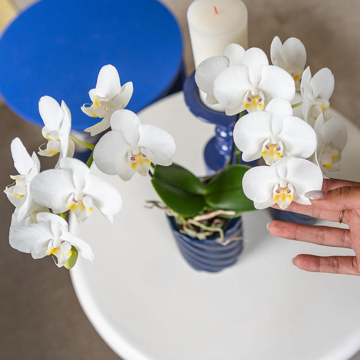 Witte Phalaenopsis orchidee - Ø9cm