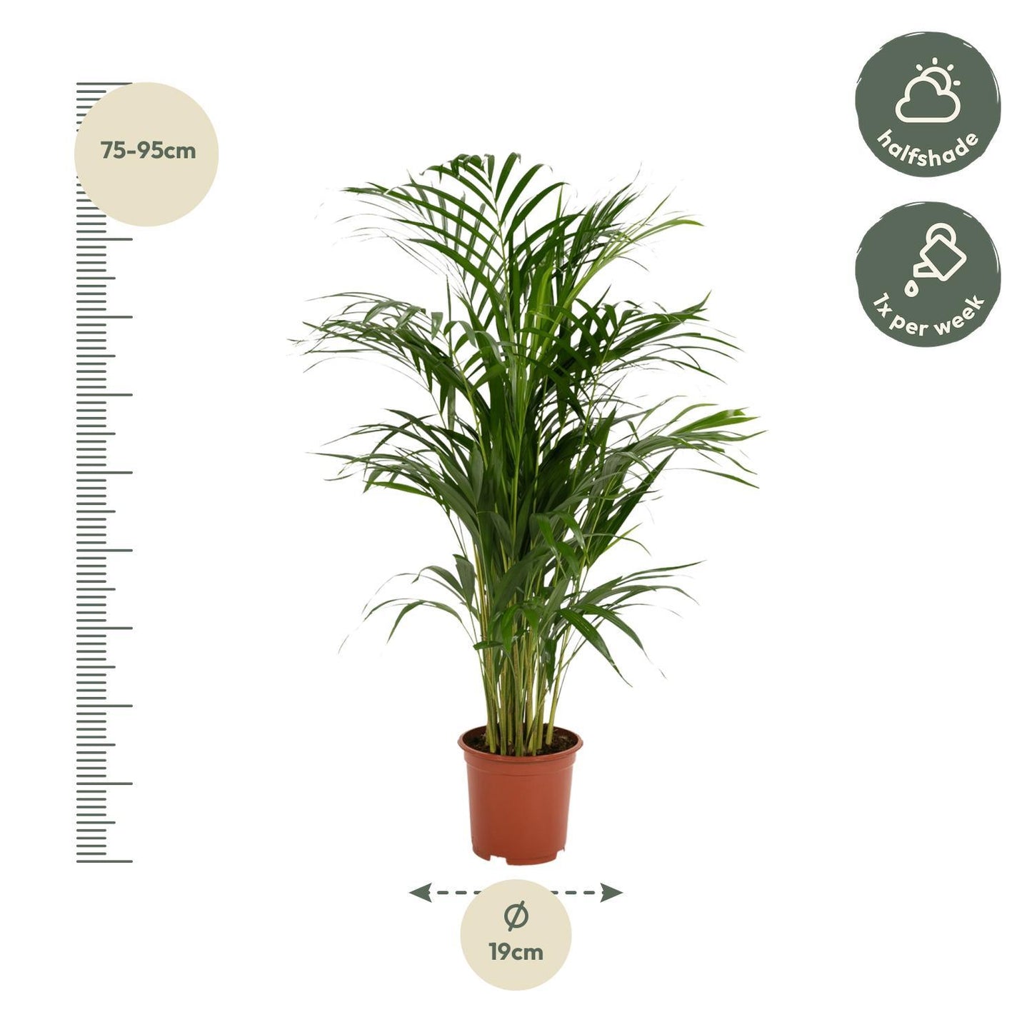 Areca palm - ↨85cm - Ø19cm