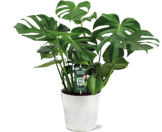 Monstera Deliciosa in zinken pot - ↨65cm - Ø21cm
