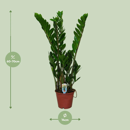 Zamioculcas Zamiifolia - ↨30cm - Ø14cm