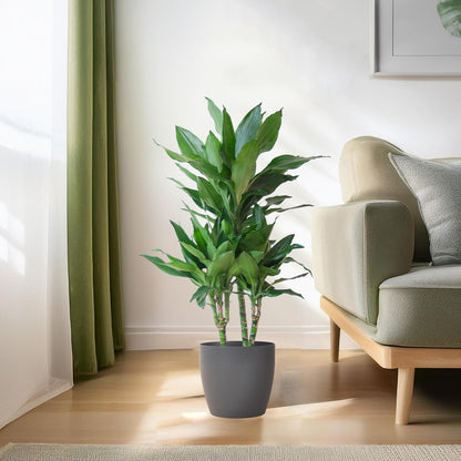 Dracaena Janet Lindt incl. Viber grijs pot - ↨195cm - Ø21cm