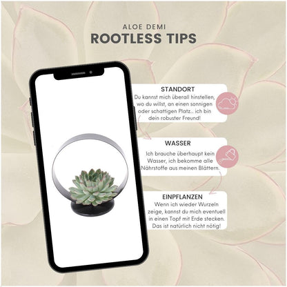 Succulent Echeveria Pulidonis op tafelstandaard - ↨20cm - Ø20cm