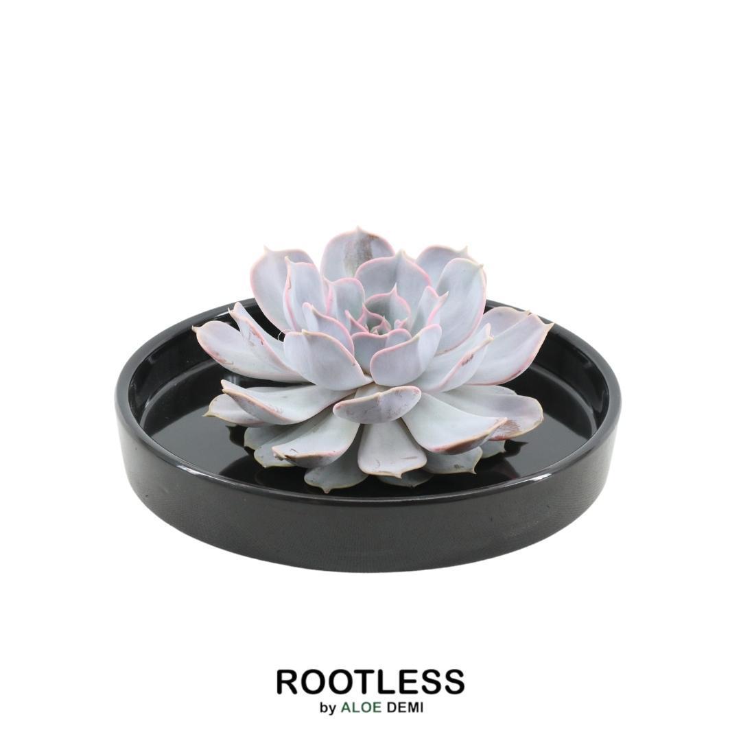 Succulent Echeveria Lilacina in schaal zwart - ↨5cm - Ø20cm