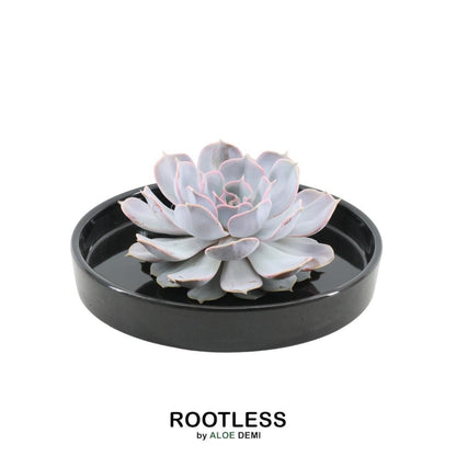 Succulent Echeveria Lilacina in schaal zwart - ↨5cm - Ø20cm