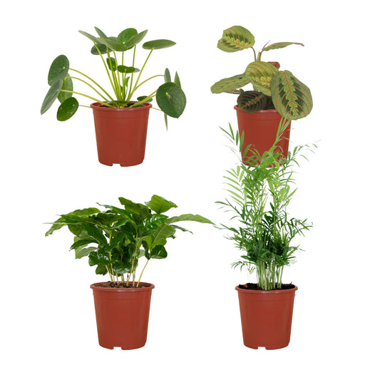 Diervriendelijke plantenbox - 4 stuks - ↨20-40cm - Ø12cm