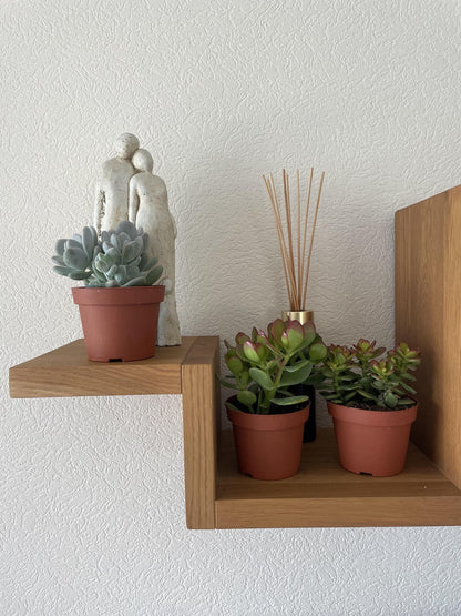 Succulenten mix 3 stuks - ↨16-22cm - Ø12cm