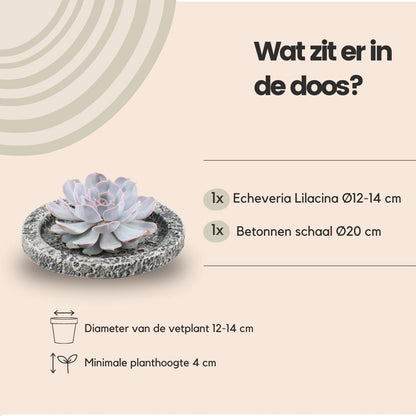 Succulent Echeveria Lilacina in schaal Concrete - ↨5cm - Ø20cm
