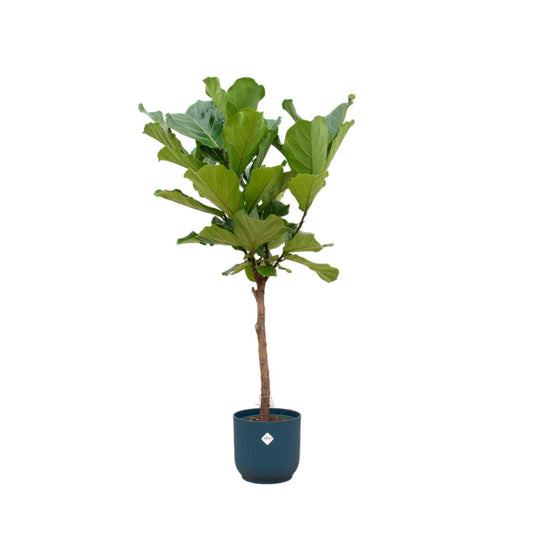 Ficus Lyrata stam - incl. bloempot Blauw - ↨160cm - Ø30cm